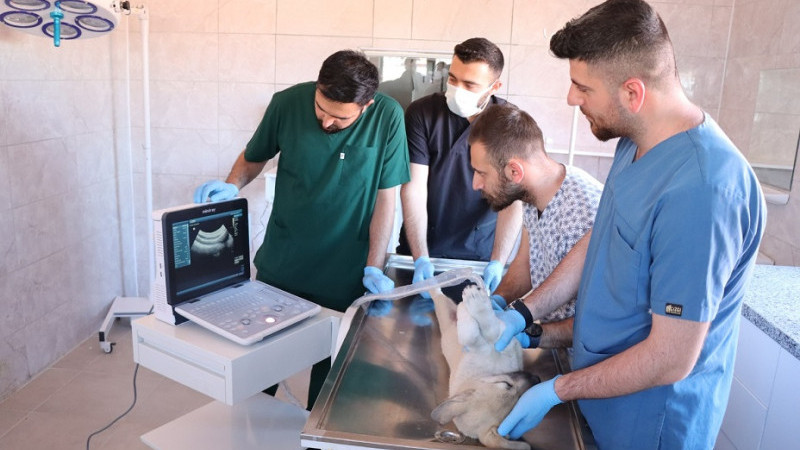 Şanlıurfa'da Hayvan Hastanesi ve Rehabilitasyon Merkezi Hizmete Başladı