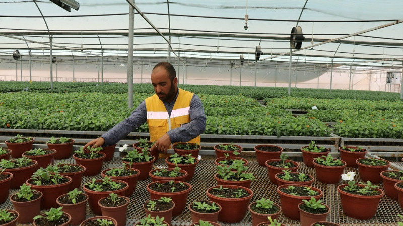 Şanlıurfa Büyükşehir Belediyesi Çiçek Üretimini Sürdürüyor