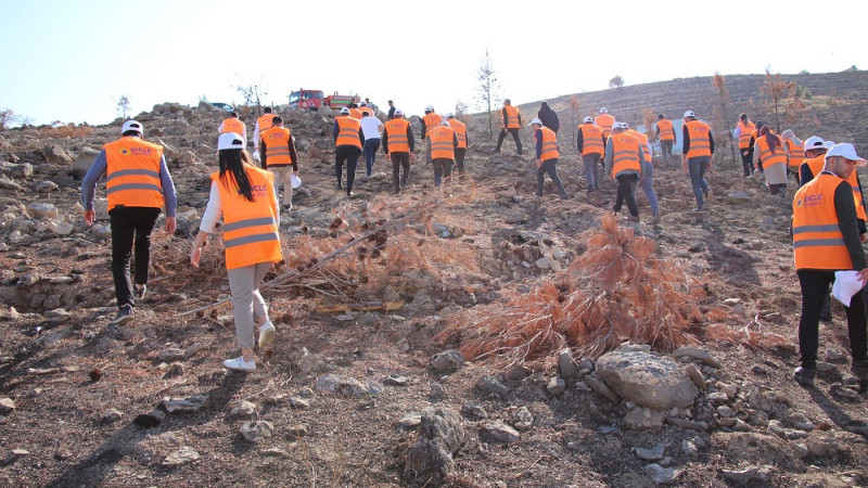 DEPSAŞ Enerji Karaköprü'de Hatıra Ormanı Oluşturuyor