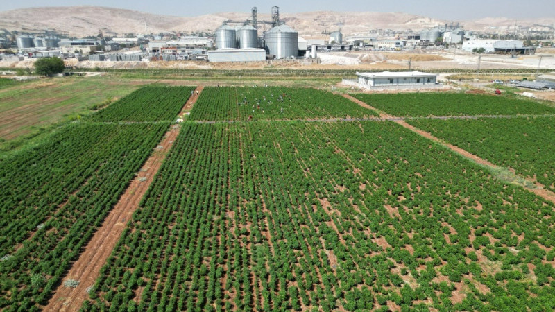 2025 Yılı Bitkisel Üretim 1.Tahmini Açıklandı