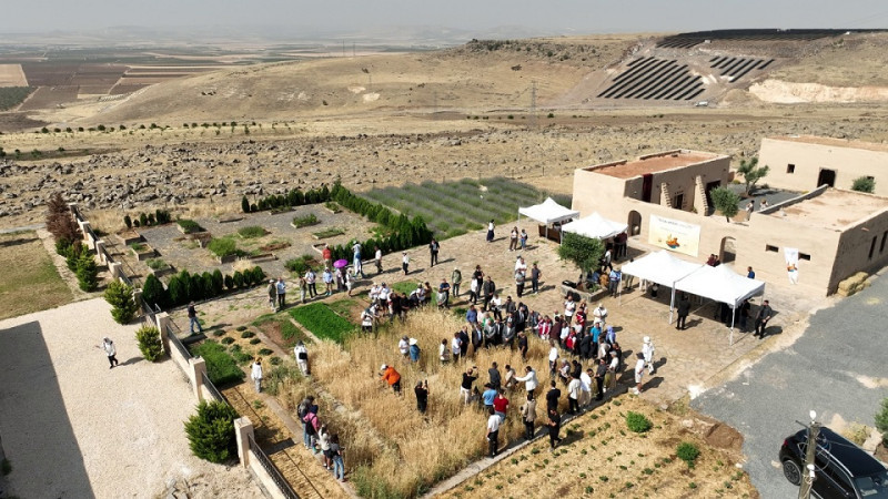 Şanlıurfa Uluslararası Buğday Hasadı Festivali Başladı