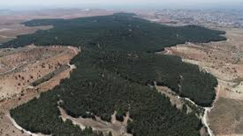 Şanlıurfa Ormanlarıyla İlgili Önemli Kararlar Alındı