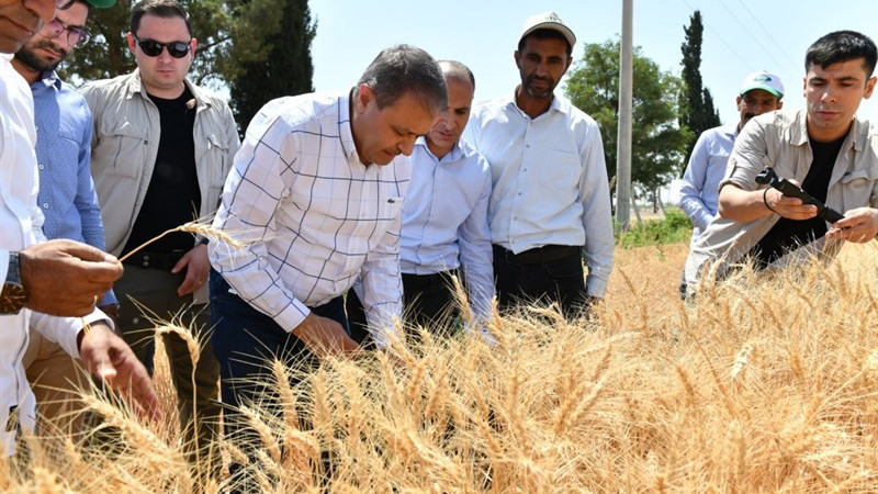 Vali Şıldak, Buğday Hasadına Katıldı