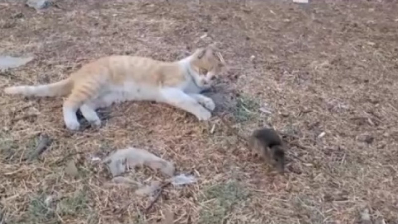 Kedi ile Fare Dost Olmaz Diyenlere Cevap Gibi Görüntü