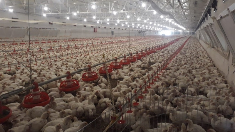 Eylül 2025 Kümes Hayvancılığı Üretimi Açıklandı