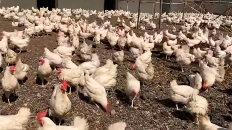 Ekim 2025 Kümes Hayvancılığı Üretimi Açıklandı 