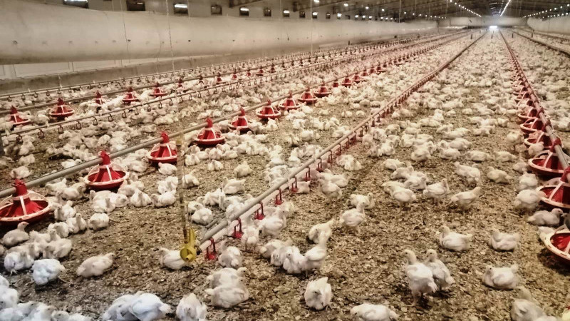 Kasım 2025 Kümes Hayvancılığı Üretimi Açıklandı