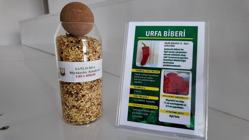 Şanlıurfa Büyükşehir Belediyesi Ata Tohumlarını Çiftçilerin Kullanımına Sunuyor