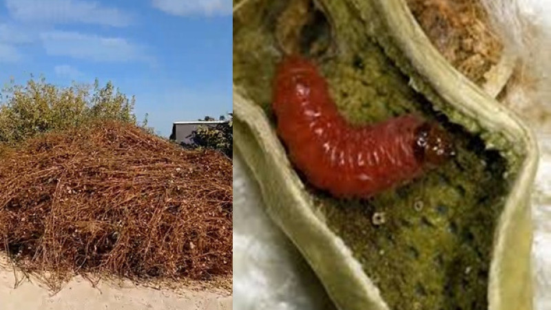 Pamuk Yetiştiriciliğinde Pembekurt Zararlısı ile Mücadeleyle İlgili Bilgilendirme