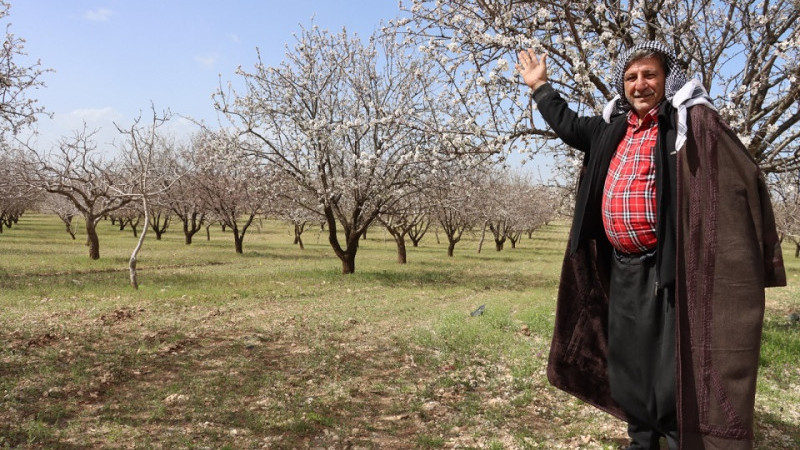 Badem Üretiminde Şanlıurfa Yükselen Performansıyla Dikkat Çekiyor