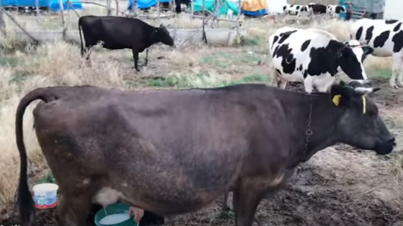 Şubat 2026 Süt ve Süt Ürünleri Üretimi Açıklandı