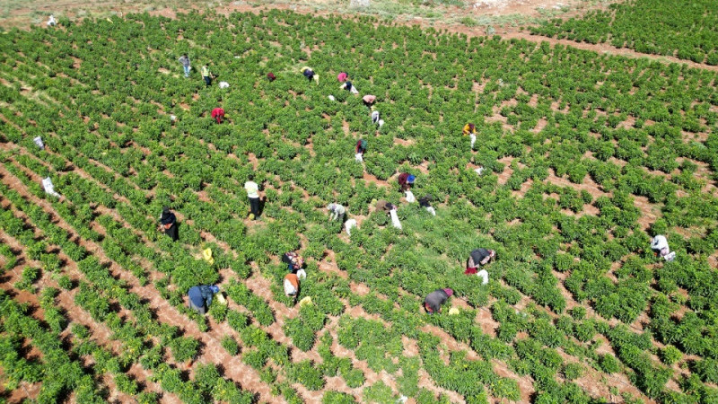 Eylül 2024'te Tarım Ürünleri Üretici Fiyat Endeksi Arttı