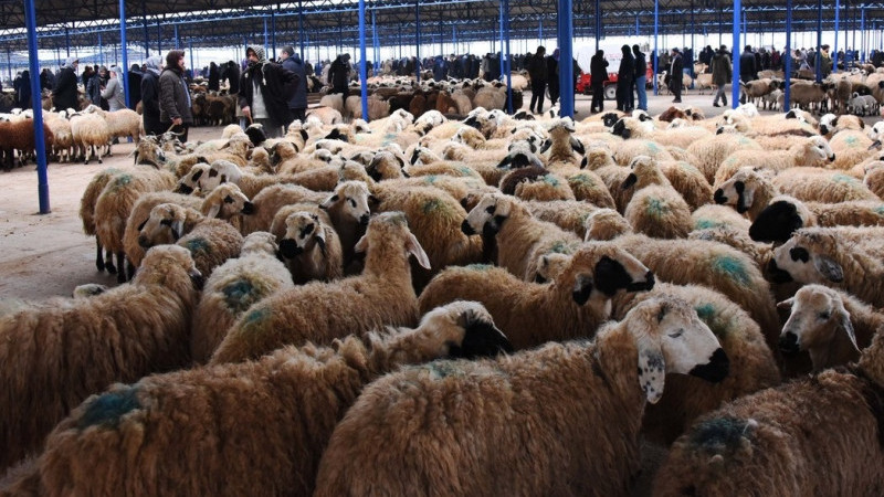 Şanlıurfa'da Kurbanlık Fiyatları Netleşiyor