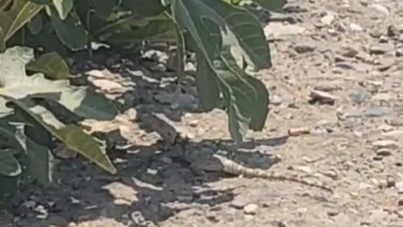 Şanlıurfa'da Dev Çöl Varanı Görüldü