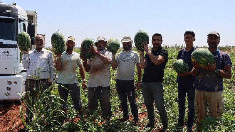 Şanlıurfa Büyükşehir Belediyesi Üreticiden Aldığı Karpuzları Vatandaşlara  Ulaştırdı