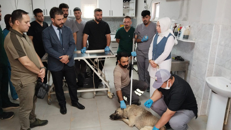 Şanlıurfa’da Sahipsiz Hayvanlar İle İlgili Çalışmalar Devam Ediyor