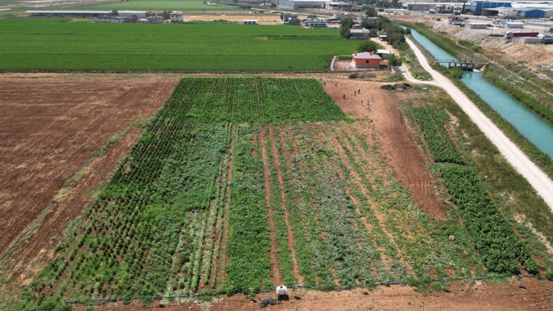 Şanlıurfa Büyükşehir Belediyesi  Ata Tohumlarıyla Üretimi Güçlendiriyor