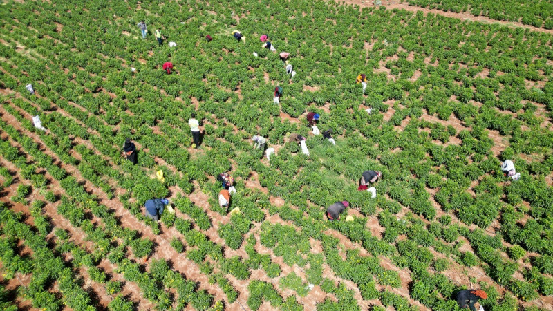 Tarımsal Girdi Fiyat Endeksi, Kasım 2025'te Arttı