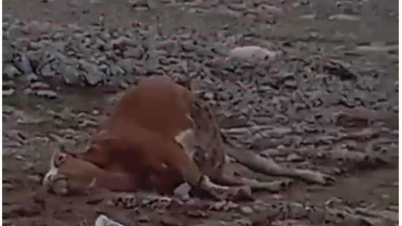 Halfeti Bozak Köyü’nde Elektrik Kaçağı Nedeniyle İki İnek Telef Oldu