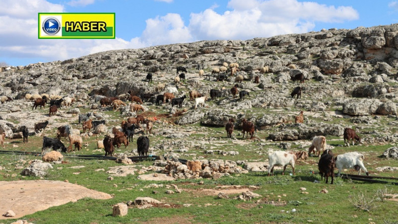 Şanlıurfa’da Yağışlar Yüzleri Güldürdü: Toprak Nefes Aldı, Umut Yeşerdi