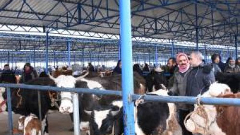 2025 Yılı Hayvansal Üretim İstatistikleri Açıklandı