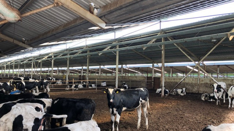 Süt ve Süt Ürünleri Üretimi Ocak 2026'da Arttı