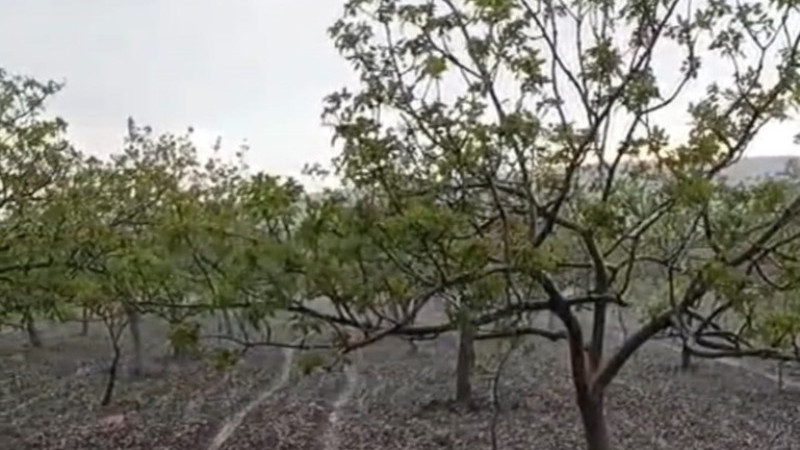 Şanlıurfa’da Dolu ve Sağanak Yağış Hayatı Olumsuz Etkiledi