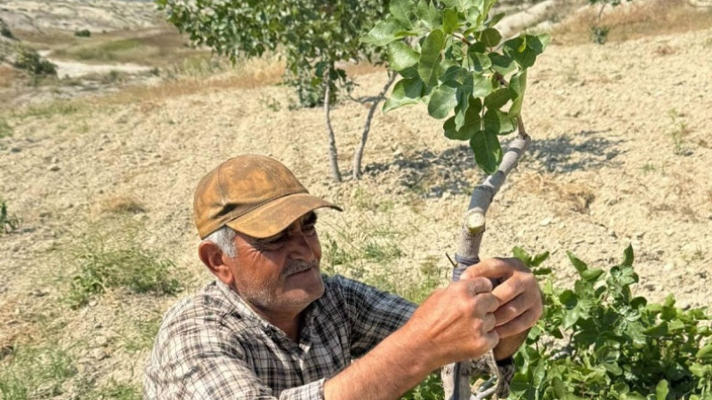Şanlıurfa’da Kavurucu Sıcakta Fıstık Kalem Aşısı Mesaisi Başladı