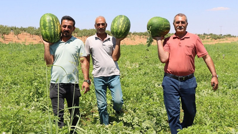 Yaylak Karpuzu Hasat Edilmeye Başlandı